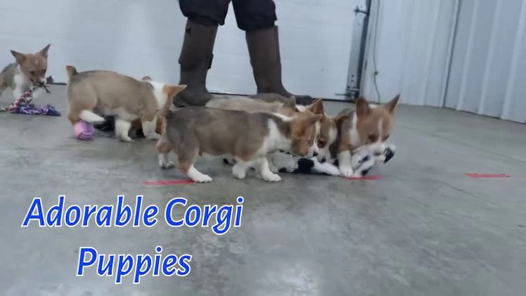 Welsh Corgi Pembroke dogs for sale: Morris - Video 1