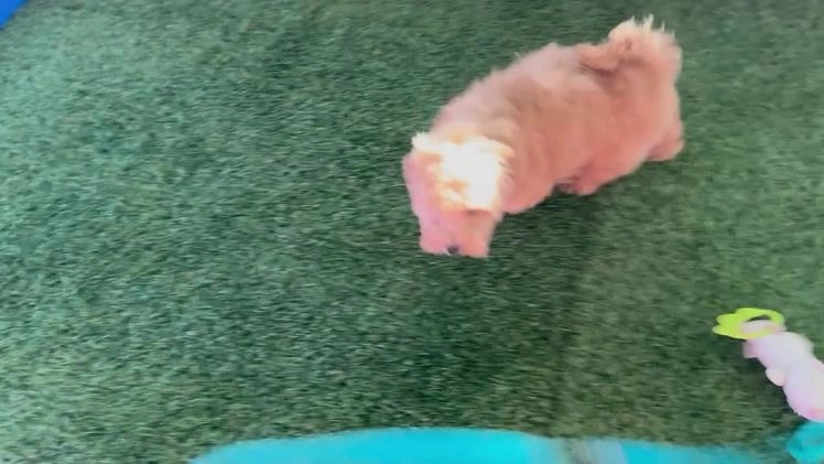 Maltipoo dogs for sale: Ozzy - Video 1