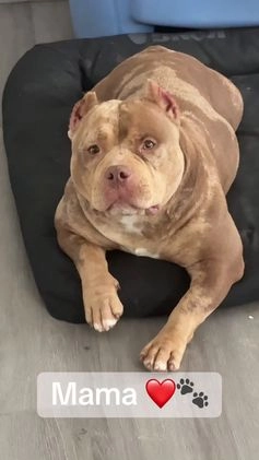 American Bully dogs for sale: Stormy - Video 2