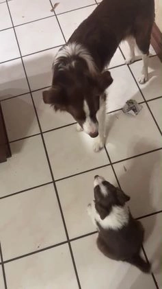 Border Collie dogs for sale: Border Collie Puppy 1 - Red - Video 1