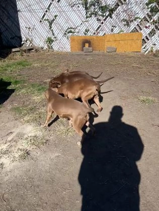 American Pit Bull Terrier dogs for sale: American Pit Bull Terrier Puppy 1 - Video 1