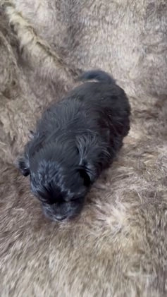 Mixed Breed dogs for sale: Tidbit - Video 1