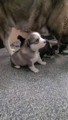 Pomsky dogs for sale: Capu - Video 1
