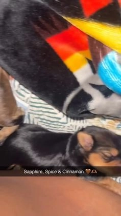 Yorkshire Terrier dogs for sale: Cinnamon  - Video 3