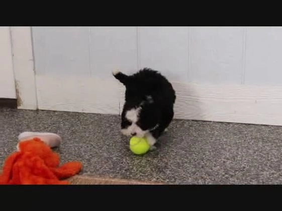 Mini Bernedoodle dogs for sale: Rudolph - Video 1