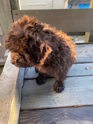 Miniature Poodle dogs for sale: Miniature Poodle Puppy 1 - Video 1