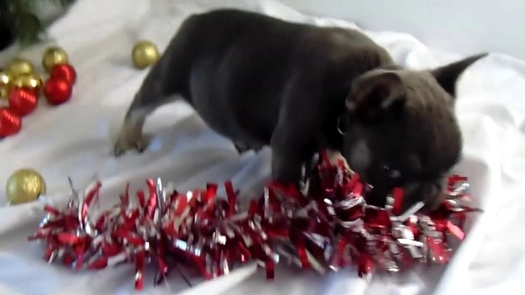 French Bulldog dogs for sale: Todd - Video 3