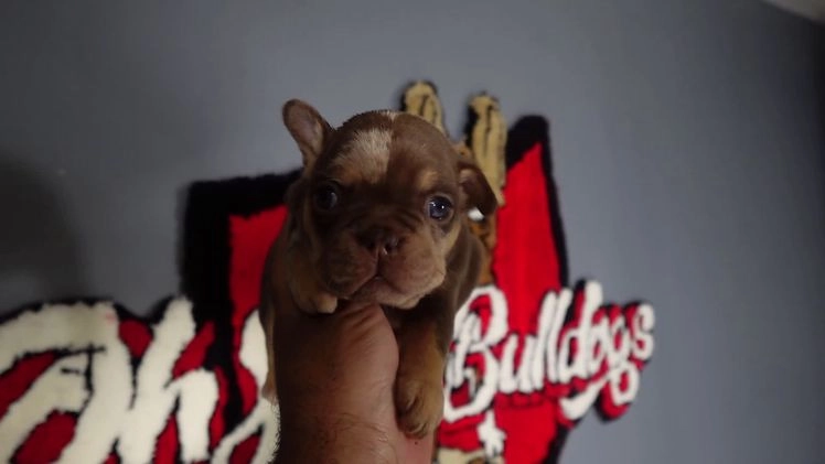 French Bulldog dogs for sale: Rocky - Video 1