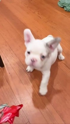 French Bulldog dogs for sale: pink - Video 2