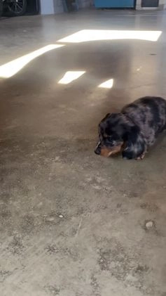 Miniature Dachshund dogs for sale: Donna - Video 1