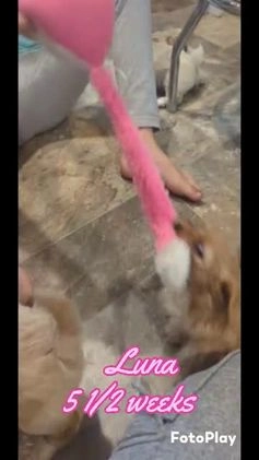 Mixed Breed dogs for sale: Luna  - Video 2