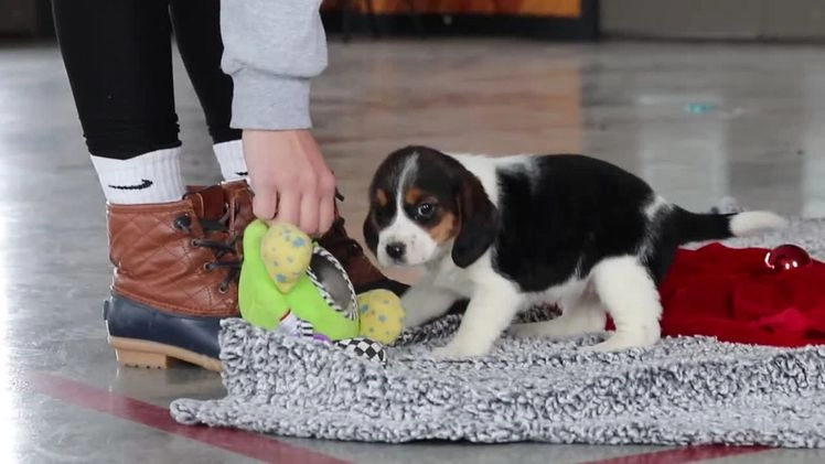 Beagle dogs for sale: Lawrence  - Video 1