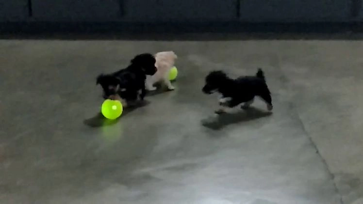 Yorkiepoo dogs for sale: Abby - Video 1