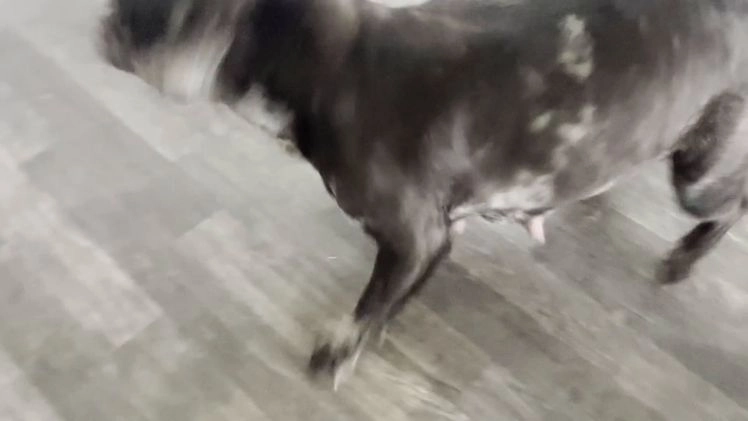 French Bulldog dogs for sale: Ricky - Video 7