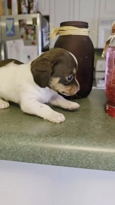 Mixed Breed dogs for sale: Honey - Video 4