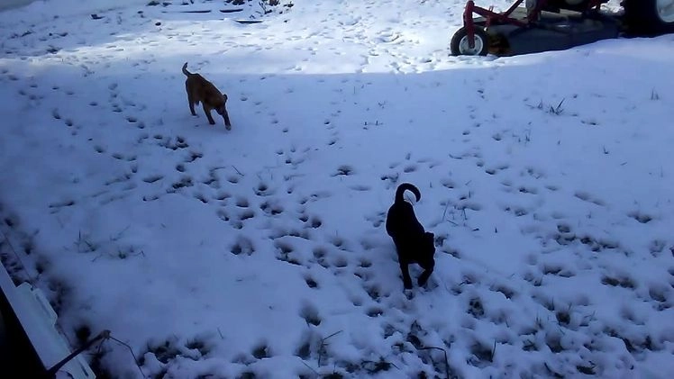 Mixed Breed dogs for sale: Tiny - Video 3