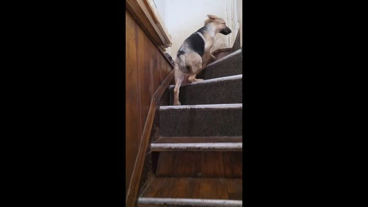 German Shepherd dogs for sale: BABY - Video 1