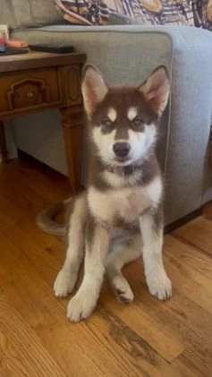 Alaskan Malamute dogs for sale: Alaskan Malamute Puppy 2 - Video 2