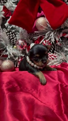 Yorkshire Terrier dogs for sale: Primavera - Video 1