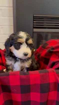 Mini Bernedoodle dogs for sale: Sadie - Video 1