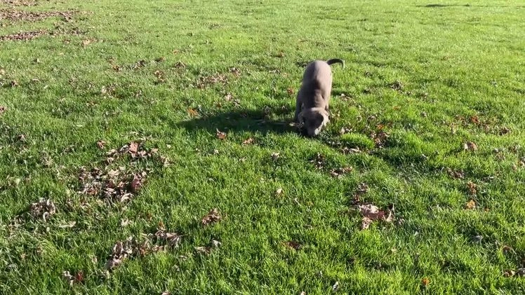 Labrador Retriever dogs for sale: Sally - Video 1