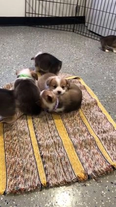 Welsh Corgi Pembroke dogs for sale: Noelle  - Video 2