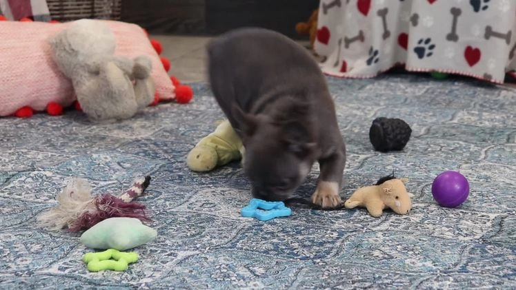 French Bulldog dogs for sale: Quara - Video 1