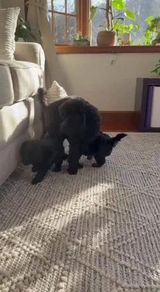 Doxiepoo dogs for sale: Ida - Video 1