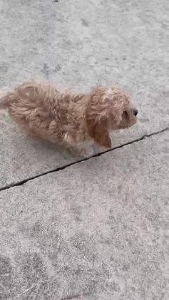 Cavapoo dogs for sale: Lily - Video 3