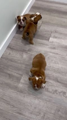 Mixed Breed dogs for sale: Dallas - Video 1