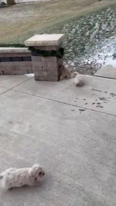 Maltipoo dogs for sale: Max - Video 1