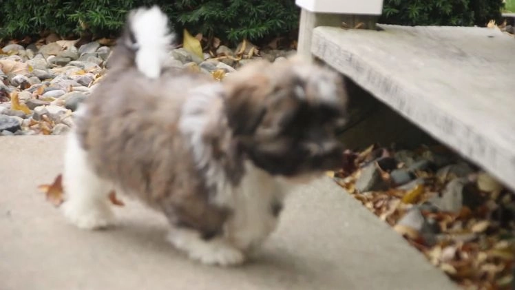 Havanese dogs for sale: Hoosier - Video 1