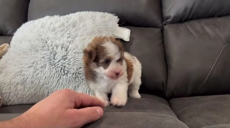 Havanese dogs for sale: Rita - Video 2