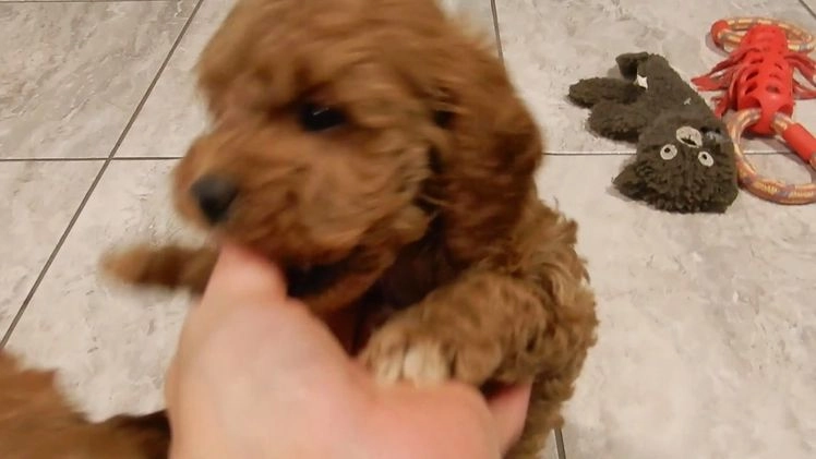 Cavapoo dogs for sale: Ginger - Video 1