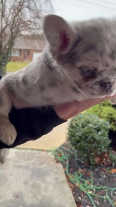 French Bulldog dogs for sale: Buddy - Video 1