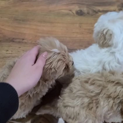 Maltipoo dogs for sale: Valen - Video 1