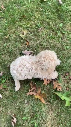 Bichpoo dogs for sale: Theo - Video 1