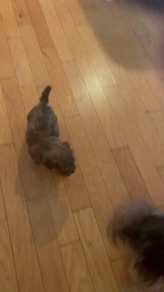 Yorkshire Terrier dogs for sale: Pet  3 - Video 2