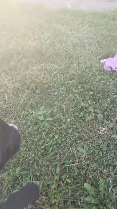 Cane Corso dogs for sale: Garcia - Video 1