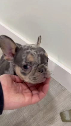 French Bulldog dogs for sale: Gracie - Video 1