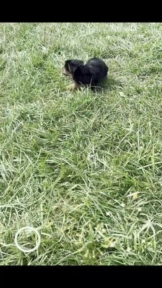 Yorkshire Terrier dogs for sale: Woody - Video 1