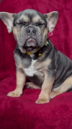 French Bulldog dogs for sale: Mira - Video 1