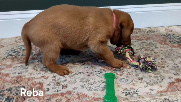 Labrador Retriever dogs for sale: Reba - Video 1