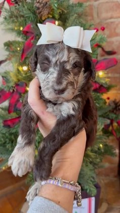 Mixed Breed dogs for sale: Patty - Video 8