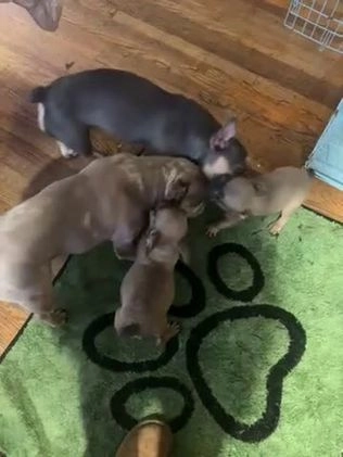 French Bulldog dogs for sale: Dexter - Video 4