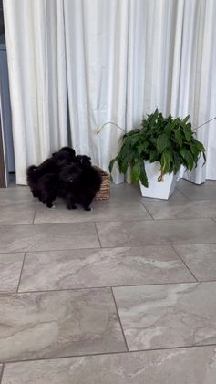 Pomeranian dogs for sale: Lucy - Video 1