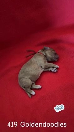 Goldendoodle dogs for sale: Yellow  - Video 5