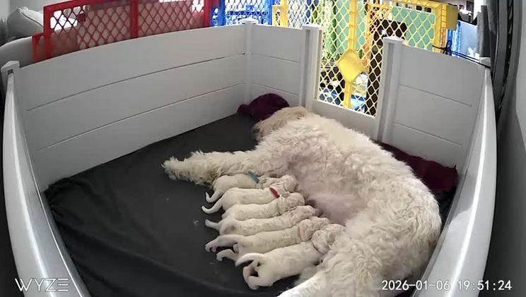 Goldendoodle dogs for sale: Snowy - Video 1