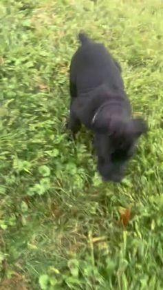 Cane Corso dogs for sale: Curry - Video 2