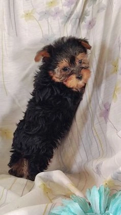 Yorkshire Terrier dogs for sale: Jude - Video 2